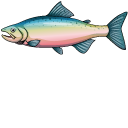 Rainbow Trout