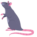 Rat