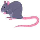 Rat