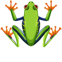 Red-Eyed Tree Frog