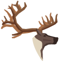 Reindeer