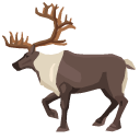 Reindeer