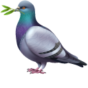 Rock Pigeon with a Leafy Branch