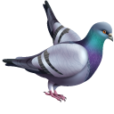 Rock Pigeon with a Leafy Branch