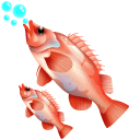 Rockfish