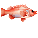 Rockfish