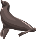 Sea Lion