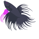 Siamese Fighting Fish