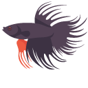 Siamese Fighting Fish