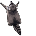 Silly Raccoons