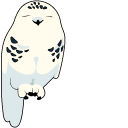Snowy Owl