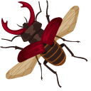 Stag Beetle