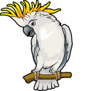 Sulphur-Crested Cockatoo