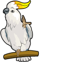 Sulphur-Crested Cockatoo