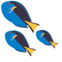 Surgeonfish