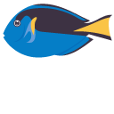 Surgeonfish
