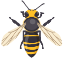 Yellowjacket Wasp