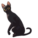 Flow the Black Cat