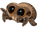 Lucas the Spider