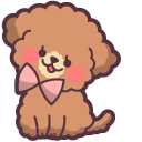 Cute Brown Maltipoo