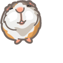 Cute Guinea Pig