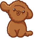 Cute Poodle Dog