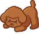 Cute Poodle Dog