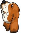 Basset Hound Dog