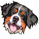 Bernese Mountain Dog