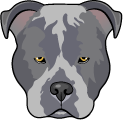 Blue Pitbull Dog