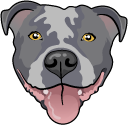 Blue Pitbull Dog