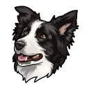 Border Collie Dog