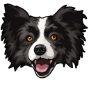 Border Collie Dog