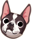Boston Terrier Dog