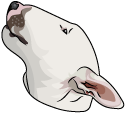 Bull Terrier Dog