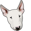 Bull Terrier Dog