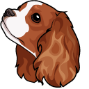 Cavalier King Charles Spaniel Dog