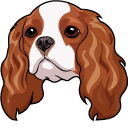 Cavalier King Charles Spaniel Dog