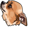 Chihuahua Dog