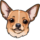 Chihuahua Dog