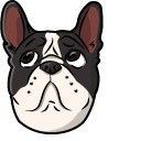 Cute French Bulldog Dog