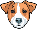 Cute Jack Russell Terrier Dog