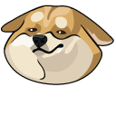 Cute Shiba Inu Dog