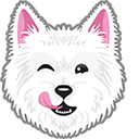 Cute Westie Dog