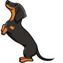 Dachshund Dog