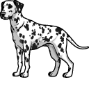Dalmatian Dog