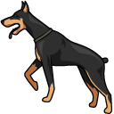 Doberman Dog
