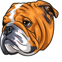 English Bulldog Dog