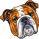 English Bulldog Dog