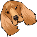 English Cocker Spaniel Dog